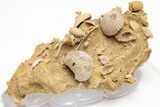 Miniature Fossil Cluster (Ammonites, Brachiopods) - France #212442-1